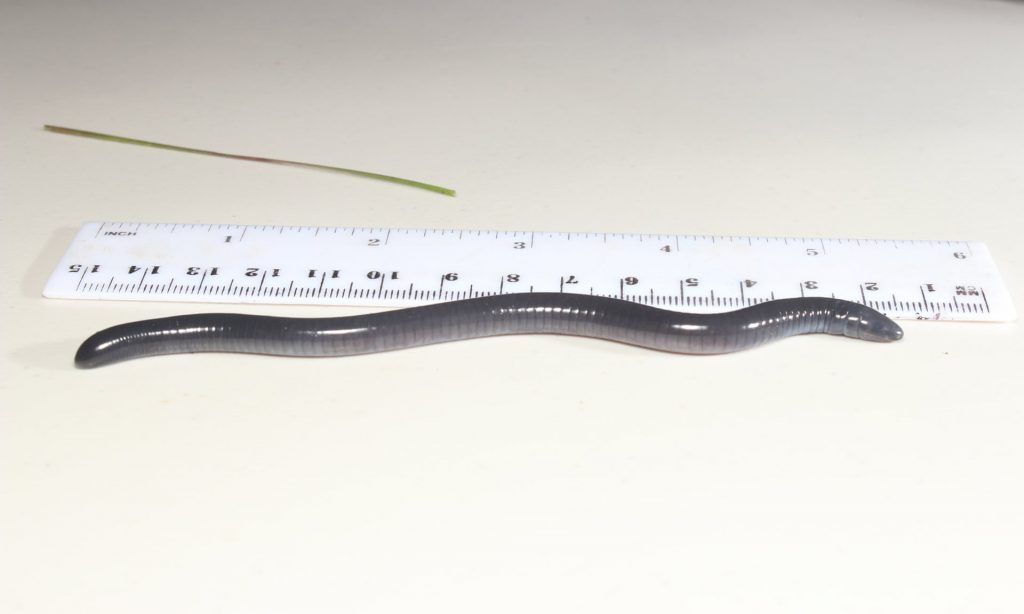 The 10cm-long amphibian Dermophis donaldtrumpi. Photograph: Abel Batista/Rainforest Trust UK