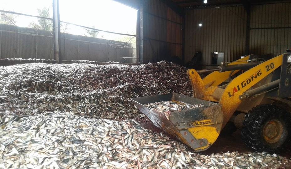 GAMBIA: JXYG Fishmeal Factory Resume Operations