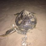 Another dead turtle found on Kartong beach