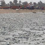 Gunjur's beaches were covered in dead fish