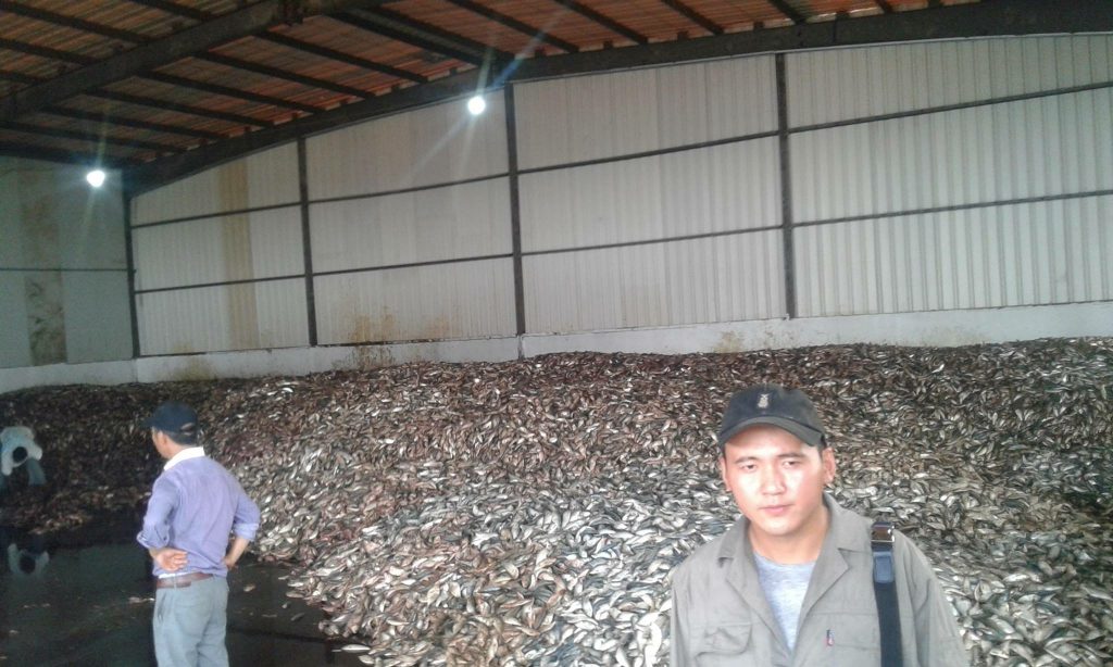 Take a look in Golden Lead Fishmeal factory. This is just a moment of one day. Imagine every day this amount of fish is taken away