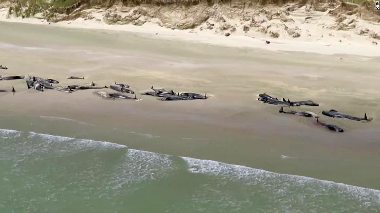 Two pods of whales were stranded in Mason Bay on Stewart Island in New Zealand (Photo: CNN)