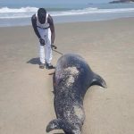 This dead whale was found on the beach between Kartong and Gunjur