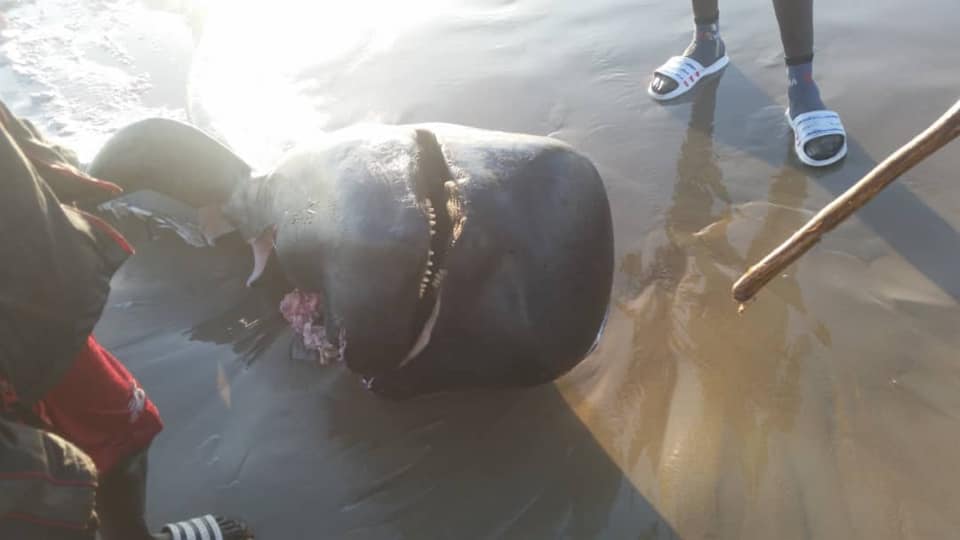 Another dead whale found in Gunjur the Gambia