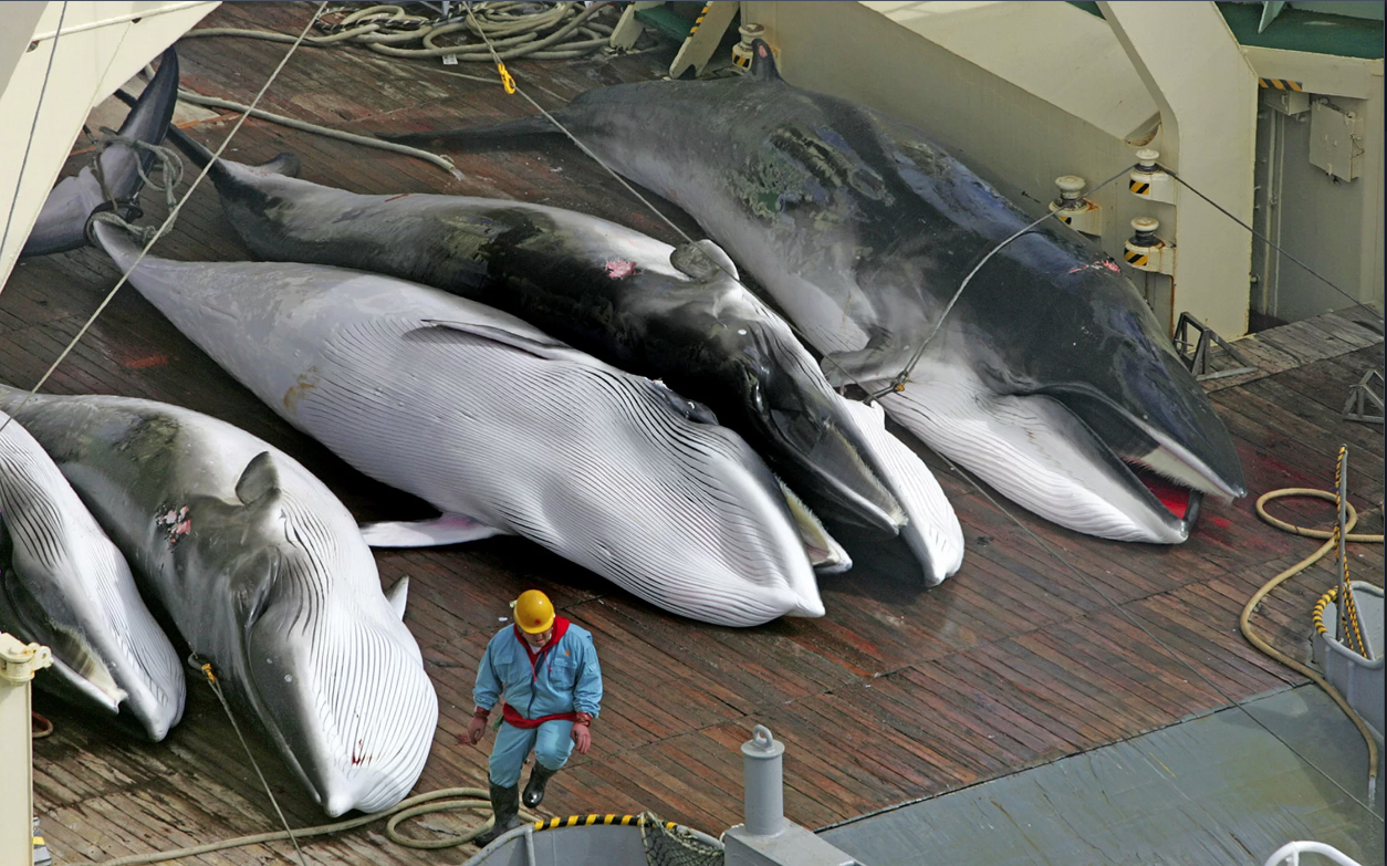 Japan Whaling Fleet Kills 223 Whales in 2019