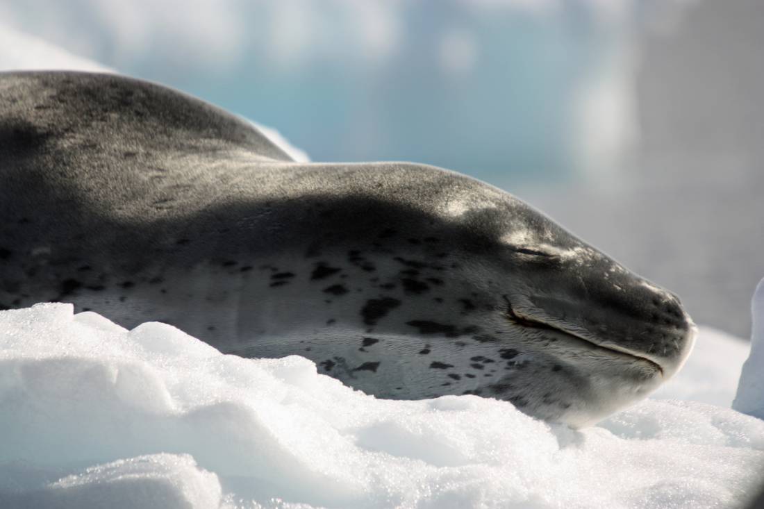 A leopard seal sunbathing