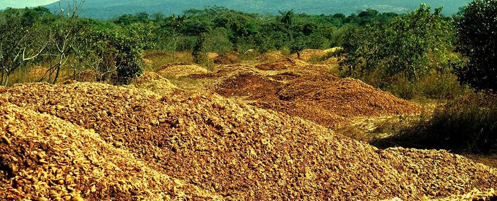 How 12,000 Tonnes of Dumped Orange Peel Grew Into a New Forest