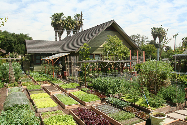 A fifth acre lot, minus the house, garage and driveway, the family has converted the remaining tenth of an acre into a tiny food forest that produces 7000 pounds of food per year with no synthetic fertilizers
