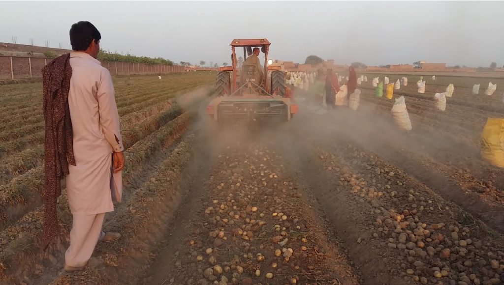 A test with Dutch saltwater potatoes in Pakistan