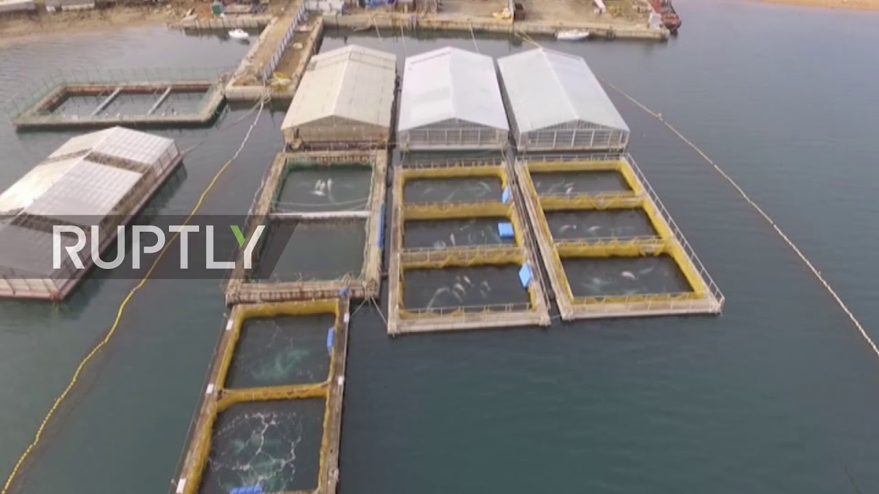 Whale prison discovered in Russia