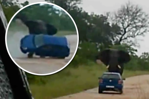 Raging Elephant Attacks Car In Kruger Park Caught On Camera