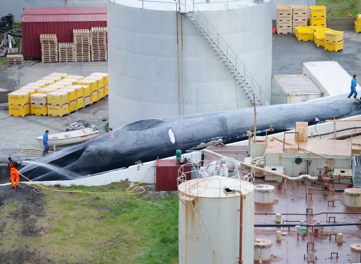 Caught On Camera: How Iceland Is Slaughtering Endangered Blue Whales
