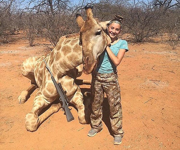 The Giraffe Population Has Decreased By 40% Due To Trophy Hunters