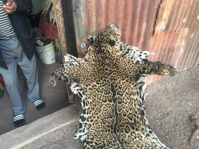 USA: One Of Only Two Remaining US Jaguars Has Been Killed And Skinned