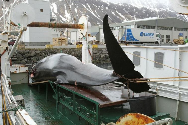 A minke whale illed by Japanese whaling fleet