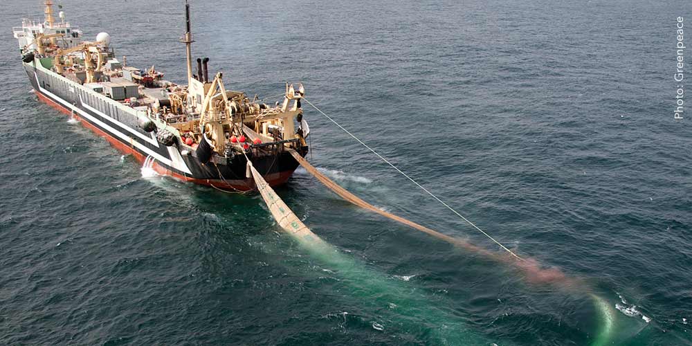 How Gambia Is Selling Its Tuna For 136 Euro Per Ton To The EU