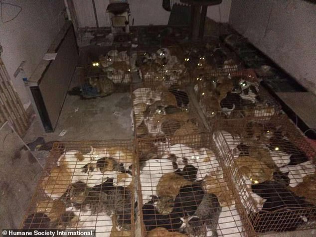 Hundreds of cats are saved from an underground slaughterhouse