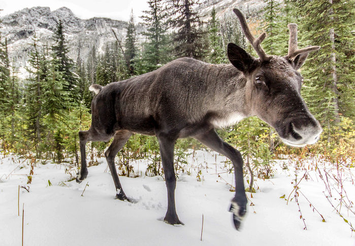A caribou that was part of the Southern Selkirks herd, which once traversed the U.S.-Canada border. Biologists captured the last member of the herd this week. DAVID MOSKOWITZ