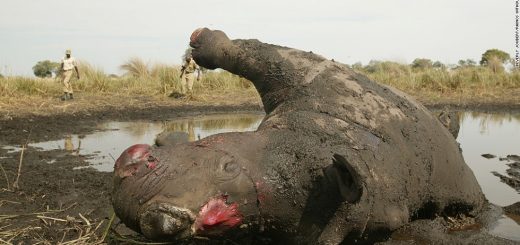 Eleven Rhino's Killed In Botswana