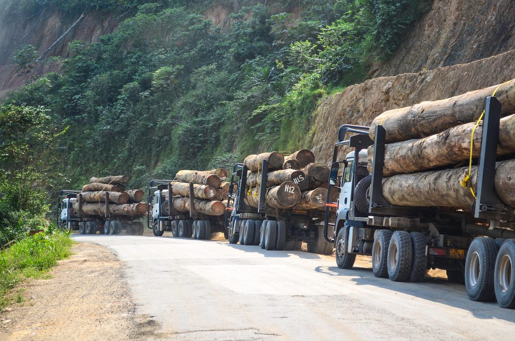 Deforestation by Chinese Companies In Cameroon