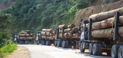 Africa is not poor. Deforestation by Chinese Companies In Cameroon