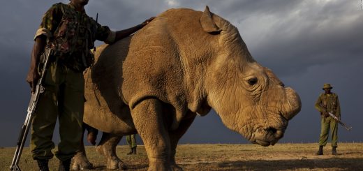 Sudan, Kenya's last Rhino who was 45, lived at the Ol Pejeta Conservancy in Kenya died last year. The species is now extinct due the Chinese demand for Rhino horn.