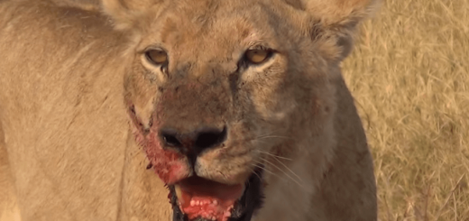 Lions eat poachers alive in South Africa