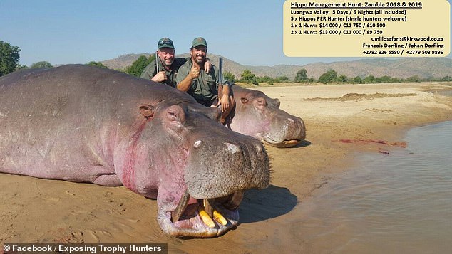 Fury over decision to let trophy hunters slaughter 2000 Hippos in Zambia