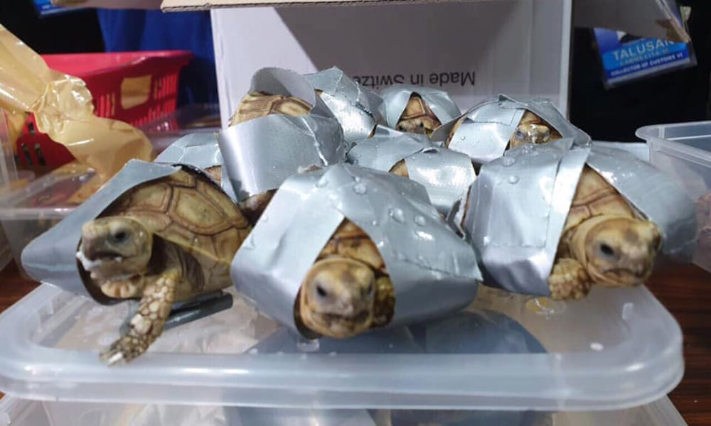 1500 Live Turtles Found Wrapped In Duct Tape At Manila Airport
