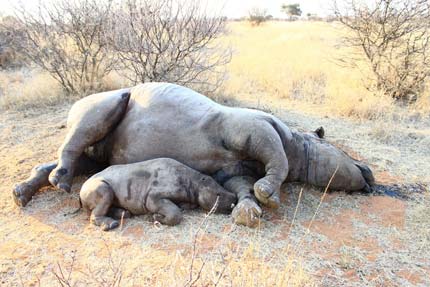 Rhino poaching in namibia