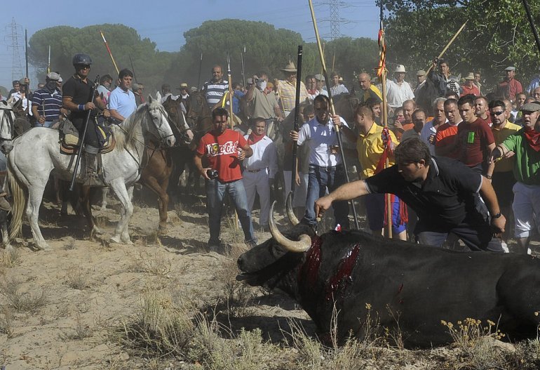 Spain Bans Torture of Bulls During Toro de la Vega Festival