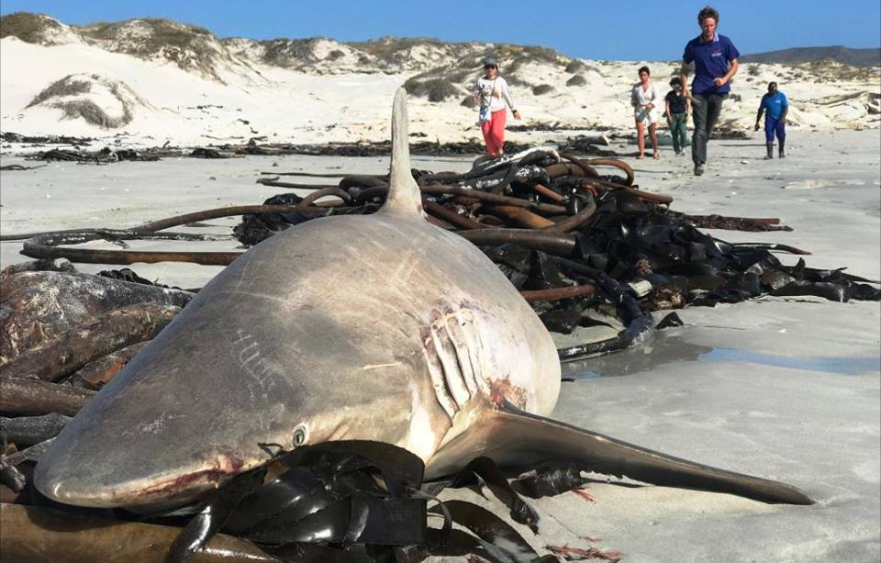 Dead Bronze Whaler Sharks Litter The Shores Of Gansbaai, South Africa