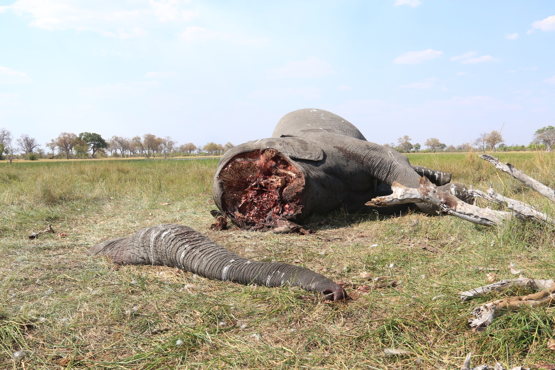 Elephant Poaching In Botswana Is Nearly 600% More Than In 2014