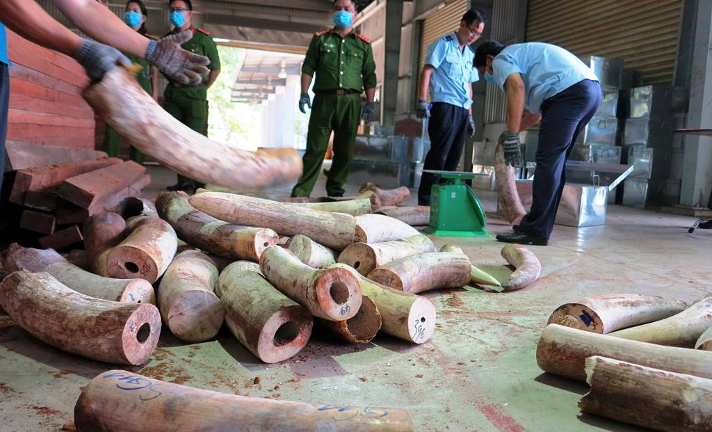 BREAKING: 10 Tonnes of African Ivory Discovered in Vietnam