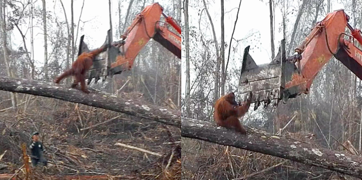 Orangutan Fighting Excavator In Borneo To Protect His Home