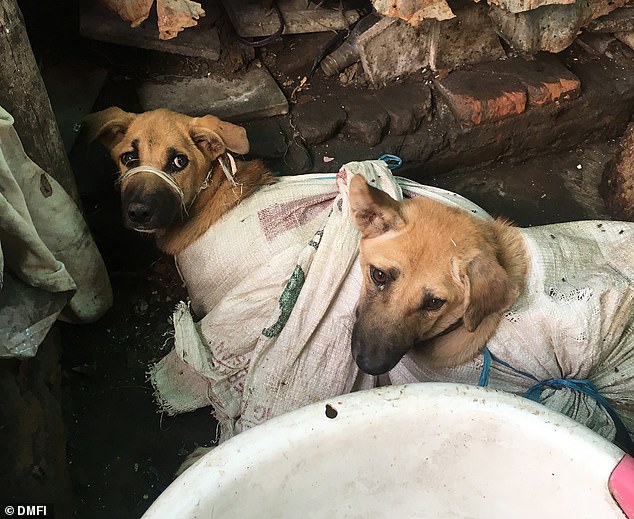 Indonesia: Live Dogs Tied Up In Sacks in Slaughterhouse
