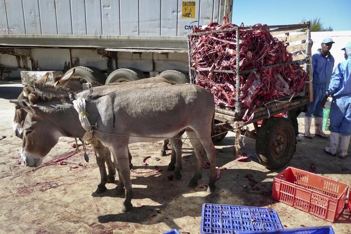 Kenya donkey's skinned alive