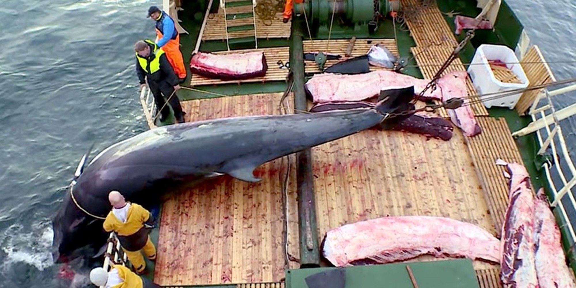 Norway: 15 Whales Already Killed In The First Month Of  2019 Whaling Season