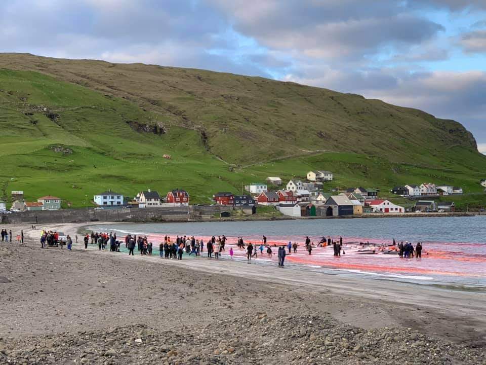 Faroe Islands: Another 40 Pilot Whales Murdered in the 5th Grind this Year