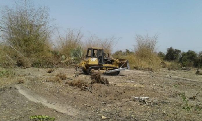 GAMBIA: Bamboo Forest At Jamburr Bulldozed