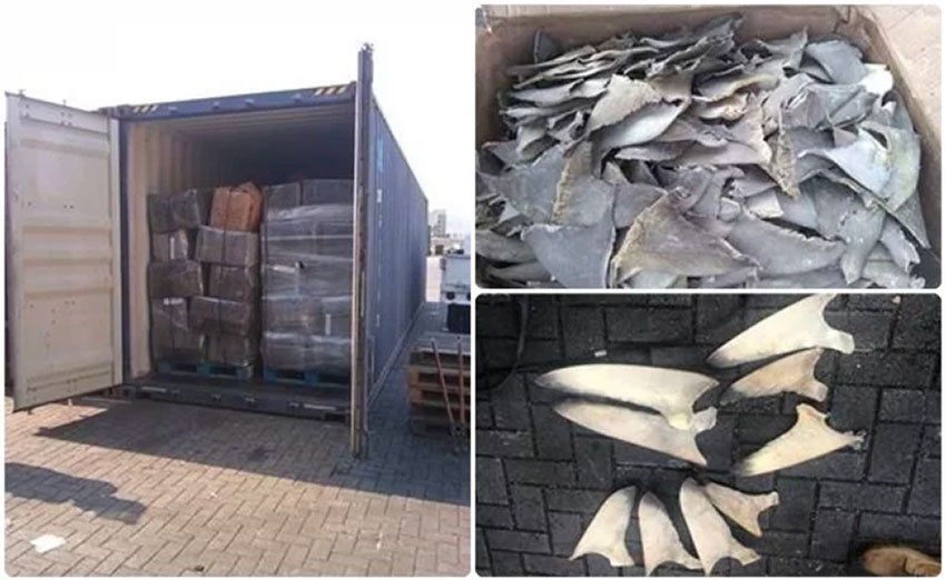 Mexico: Customs agents seize 10 tonnes of shark fins in Manzanillo