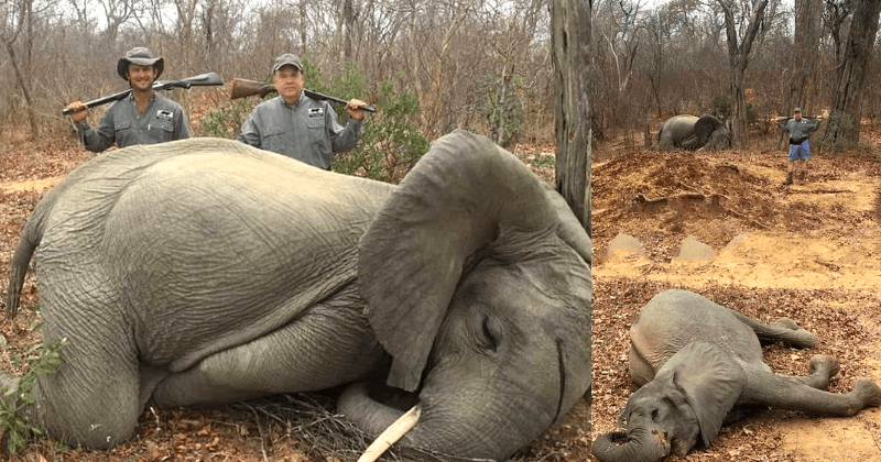 Rich Businessman Proudly Kills Two Baby Elephants And Poses For Pictures