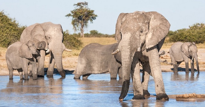 Botswana: 400 elephant hunting licenses to be granted annually, says government