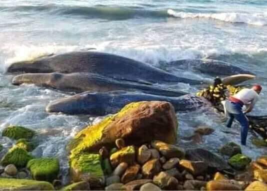 Entire Family of Sperm Whales Entangled in Gillnets Dies in Algeria