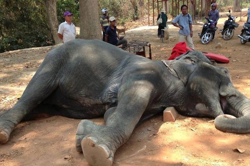 Cambodia Stops Cruel Elephant Rides At Famous Temple Ankor Wat