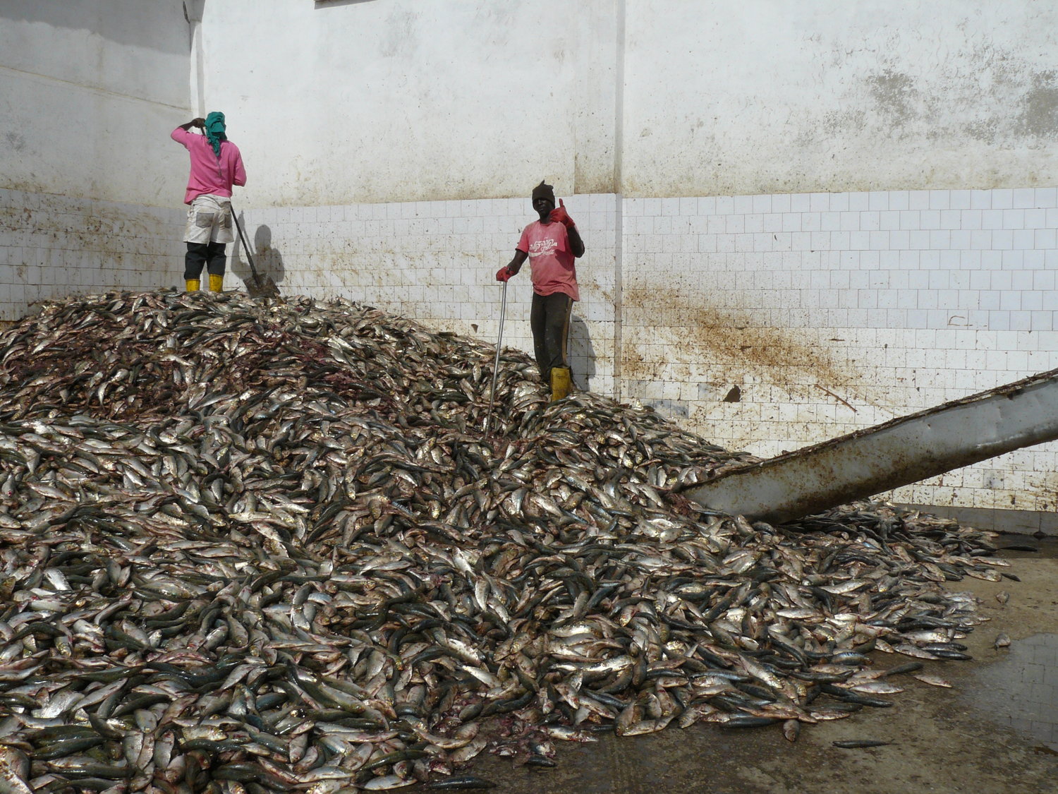 Export of Fish Meal from Africa a Threat to Millions in Africa, say Greenpeace