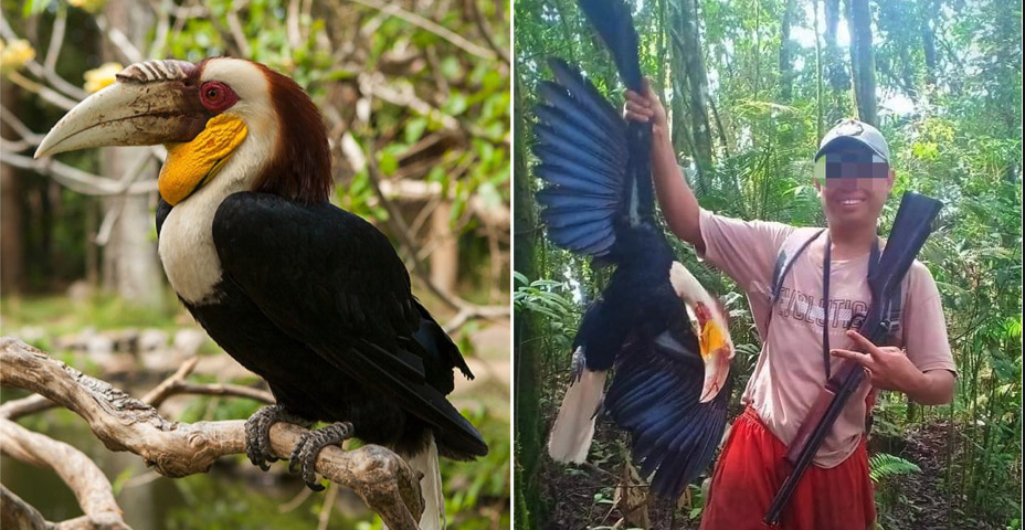 Man Proudly Kills Endangered Hornbill and Shows Off Online, Now Faces 5 Years In Jail
