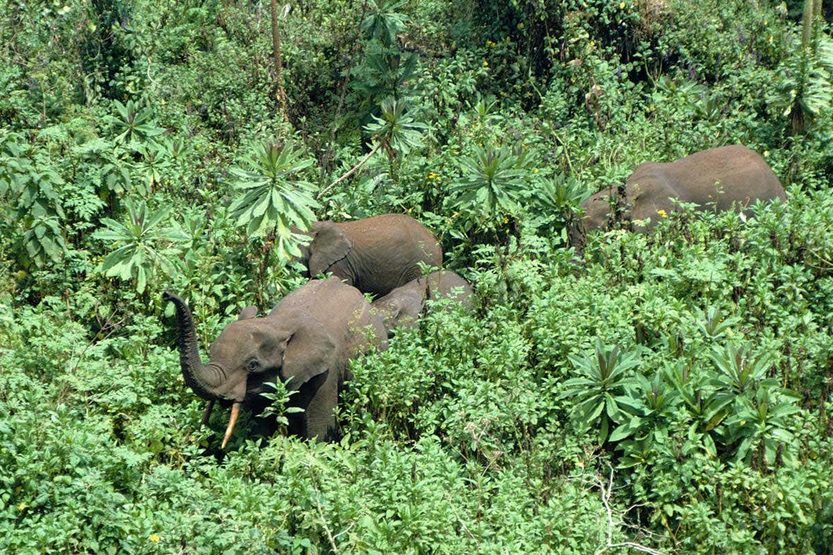 Elephants help forests store more carbon by destroying smaller plants