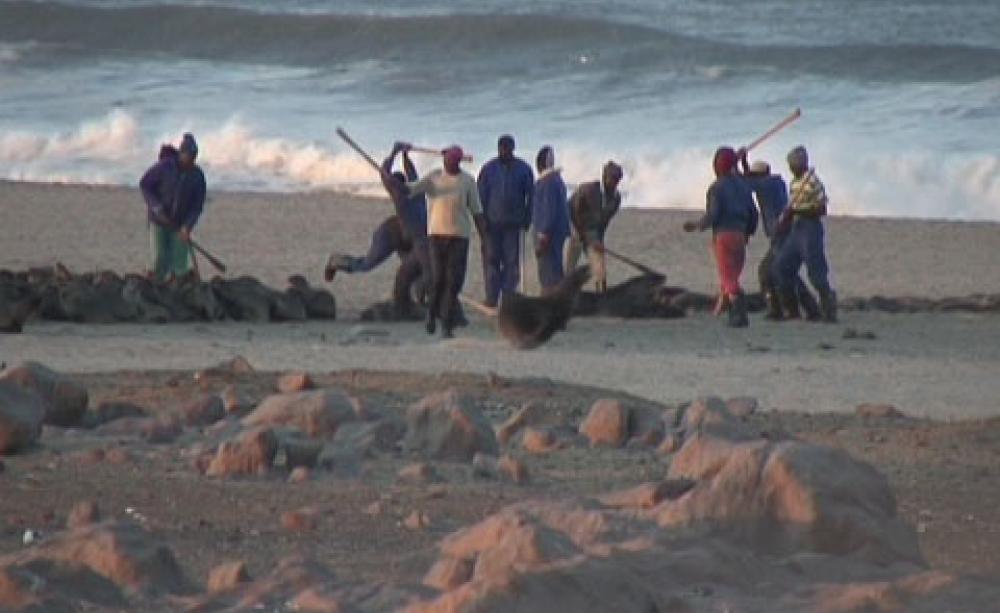 This is Namibia’s Secret Annual Seal Massacre