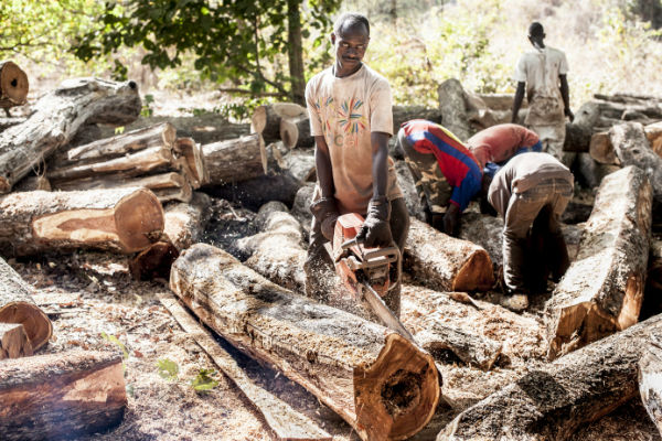 VIDEO: How The Gambia is losing its forests in record speed